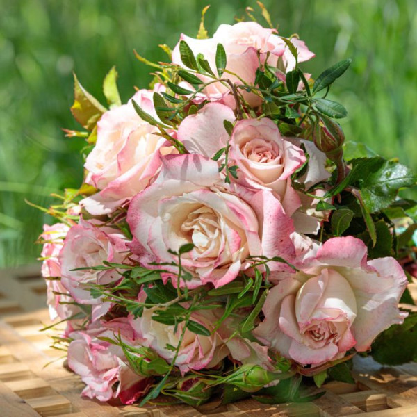 LYON LUMIERES® Meivanae LYON LUMIERES® Meivanae